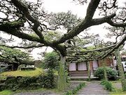 光明寺の松の写真1