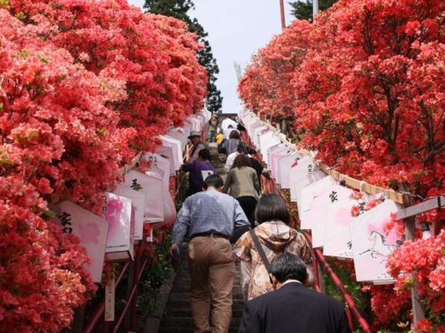 天王神社のツツジ