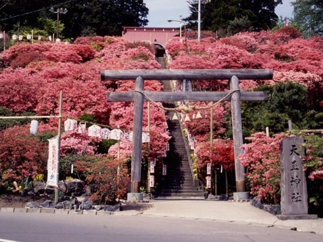天王神社のツツジ