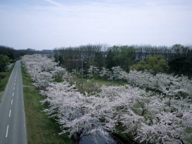 小川原湖千本桜の写真1
