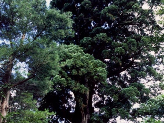 法光寺爺杉の写真1