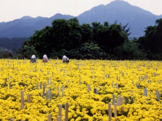 食用菊「阿房宮」栽培の写真1