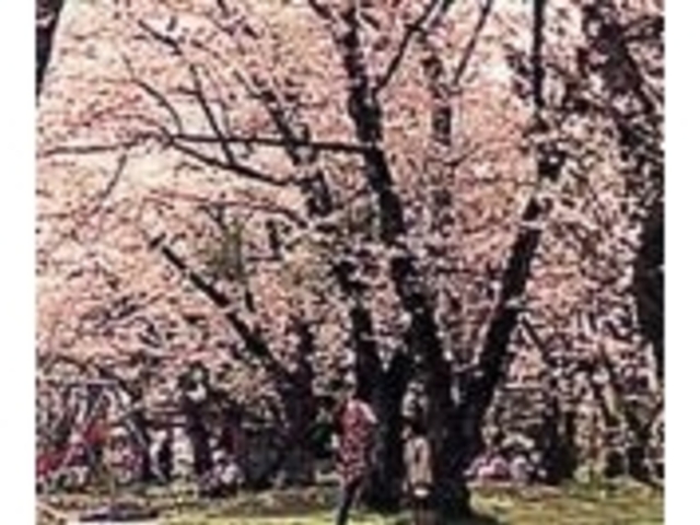 鹿ヶ城公園の桜の写真1