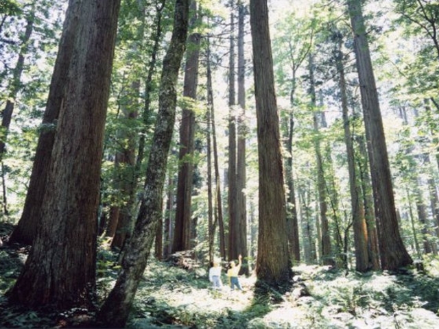 上大内沢自然観察教育林(山村広場・林間広場)