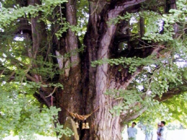 岩館のイチョウの写真1
