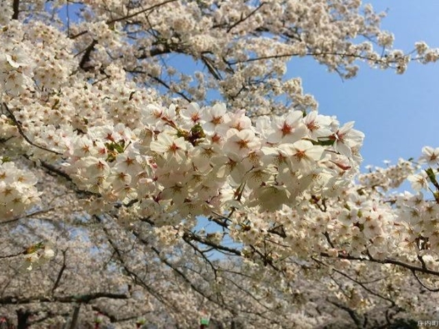 楯山公園の桜