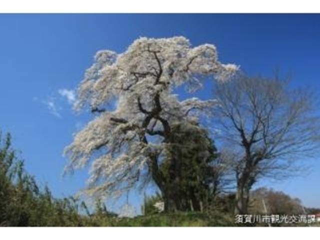 古舘の桜の写真1
