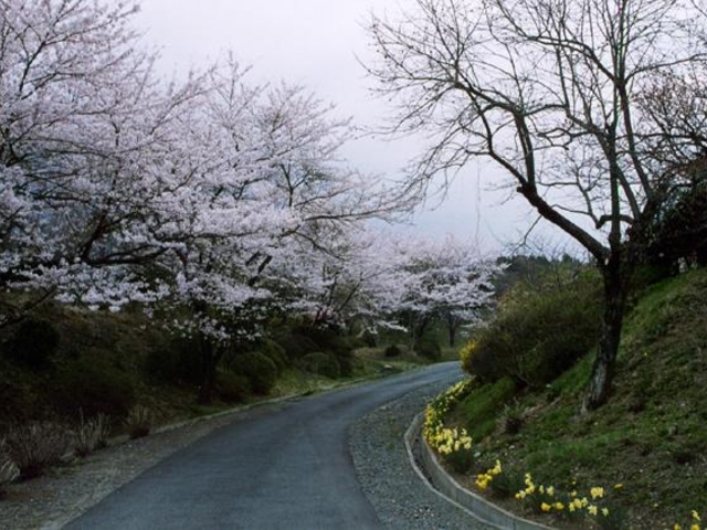 丈六公園の桜とツツジの写真1