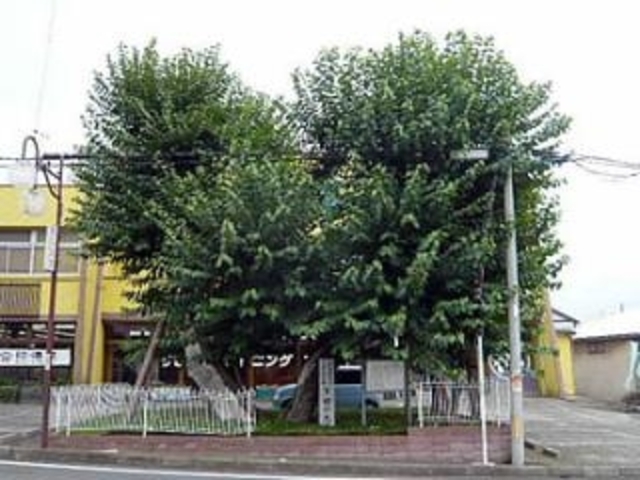 下郷の大クワの写真1