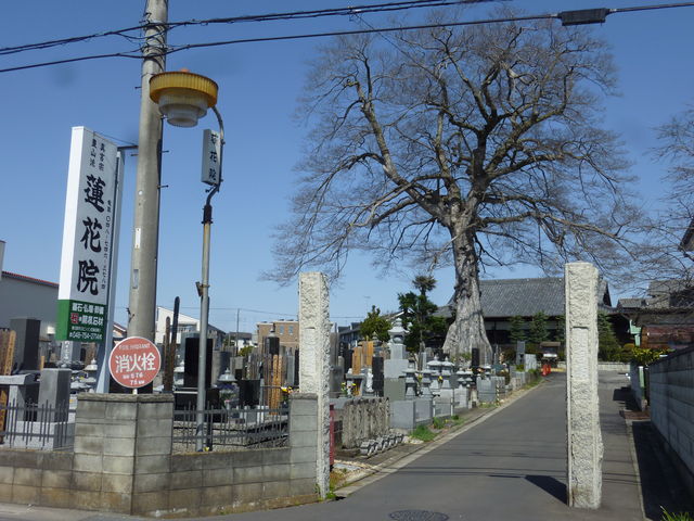 蓮花院のムク