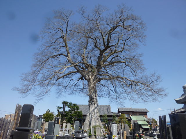 蓮花院のムク