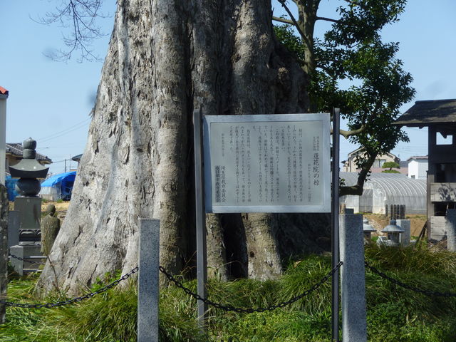 蓮花院のムク