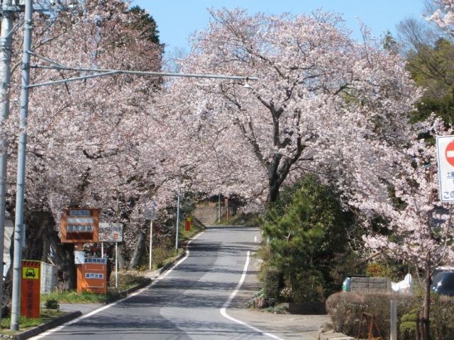 鹿野山福岡の桜並木の写真1