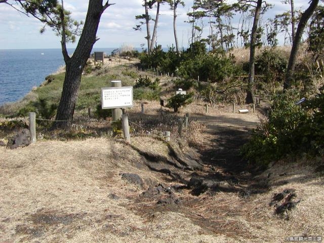 大島海浜植物群叢の写真1