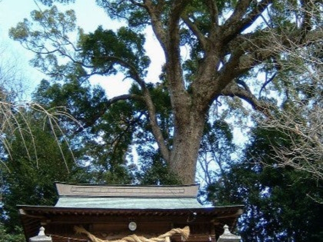 但沼神社の樟の写真1