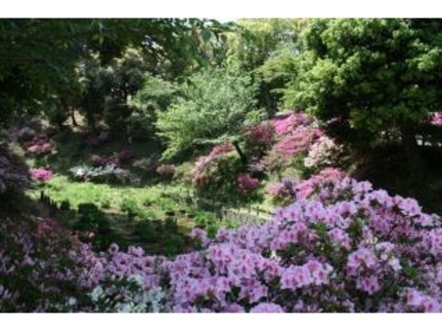 成道寺公園のツツジ