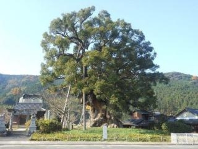 本庄の大楠