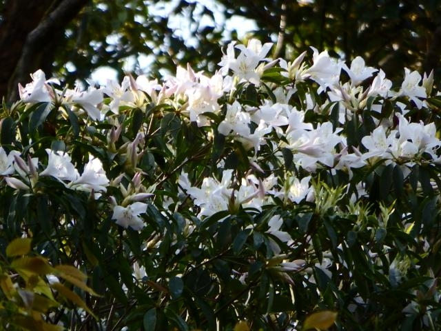 アマミセイシカの写真1