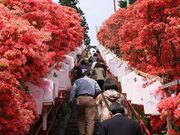 天王神社のツツジの写真1