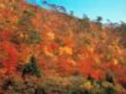 小黒ヶ崎の紅葉の写真1