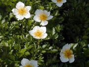 鳥海山の高山植物の写真1