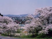 烏帽子山公園の桜の写真1