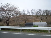 桜平山の桜の写真1