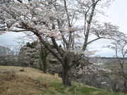 桜平山の桜の写真2