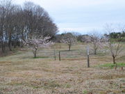 桜平山の桜の写真3