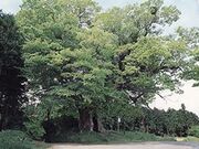 九石の大ケヤキの写真1