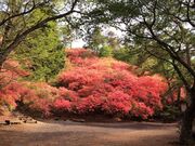 花立峠のツツジの写真2