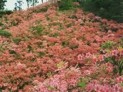 花立峠のツツジの写真3