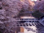 霞川の桜堤(豊高橋?新霞橋?大和橋)の写真1