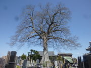 蓮花院のムクの写真2