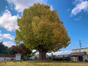 宗英寺のイチョウの写真1