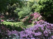 成道寺公園のツツジの写真1