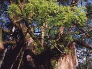 本庄の大楠の写真1