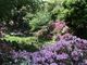 成道寺公園のツツジの写真3