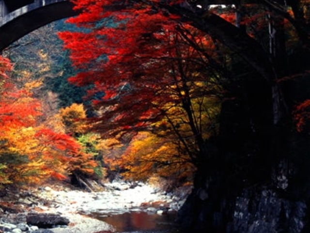 大芦渓谷の紅葉の写真1