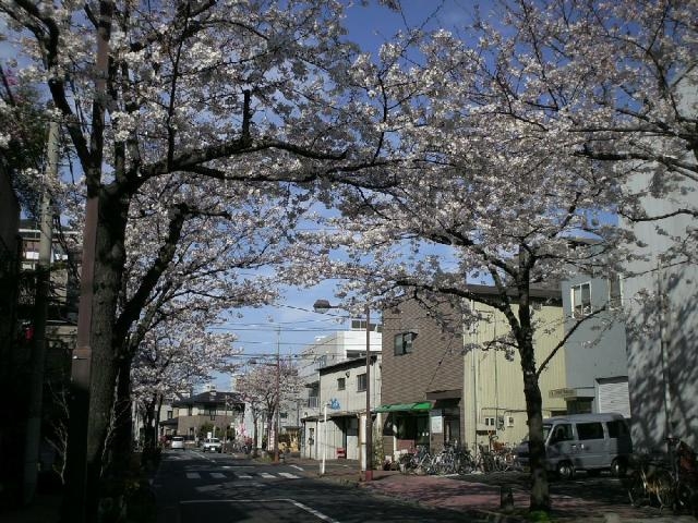 桜(コミュニティ通り)の写真1