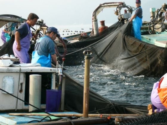 大敷網漁見学の写真1