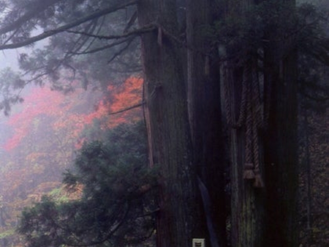 千光寺の五本杉