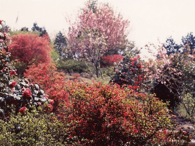 彦左公園の花木の写真1