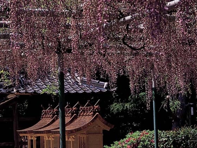 住吉神社のフジの写真2