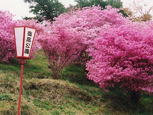 弥高山のツツジの写真1