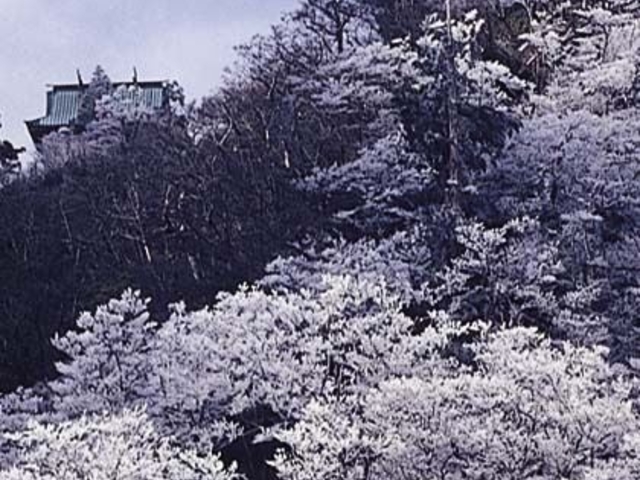 英彦山の霧氷の写真1