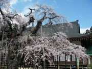 愛蔵寺の護摩ザクラの写真1