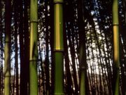 敷島のキンメイチクの写真1