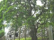 幸神神社のシダレアカシデの写真2