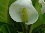 光明寺の水芭蕉の写真2